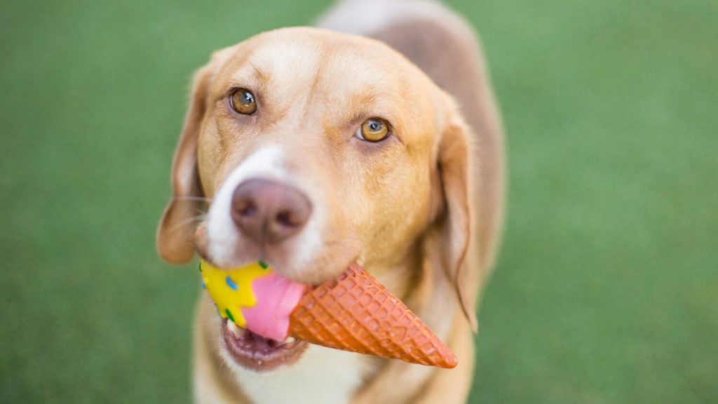 Giftige Lebensmittel für Hunde tiergesund.ch